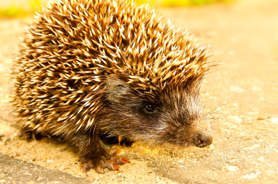 European hedgehog animal