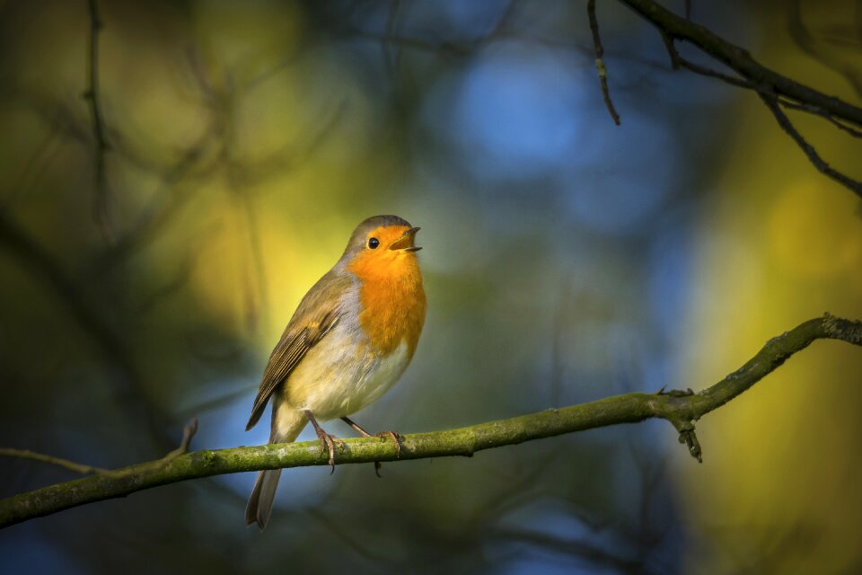 European robin bird
