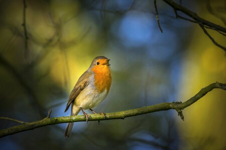 European robin bird