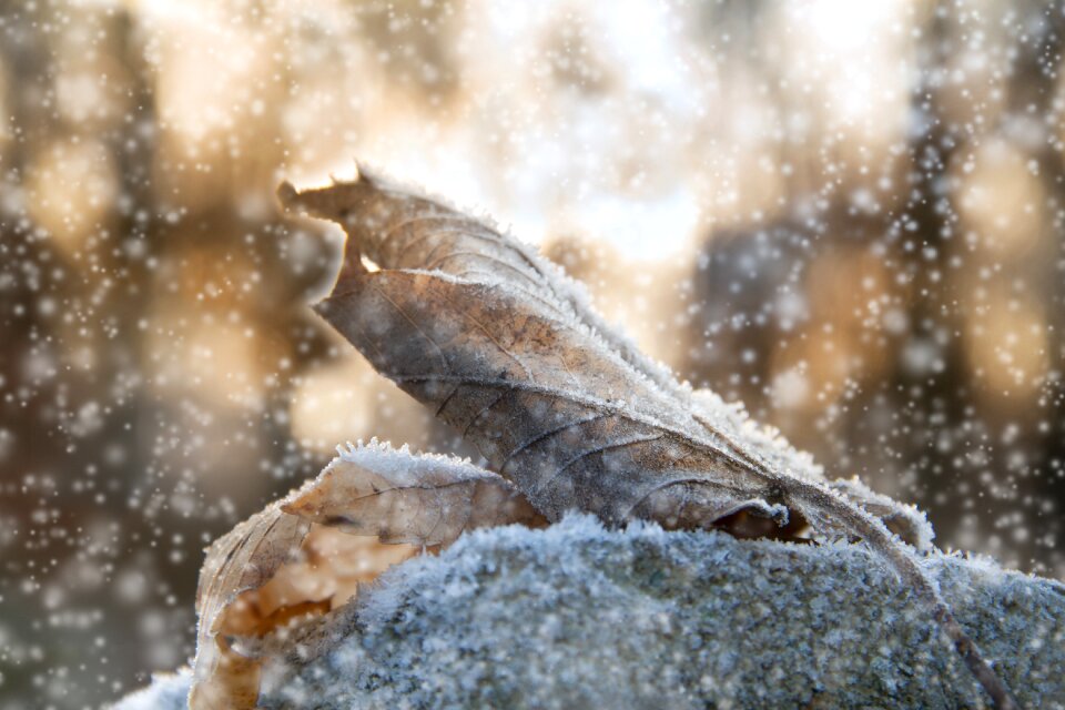 Fallen leaves frost