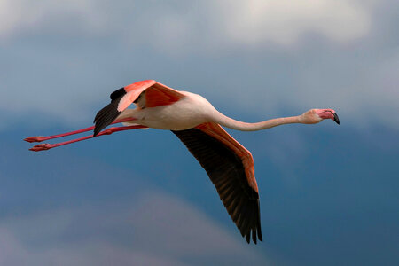 Flamingo bird photo
