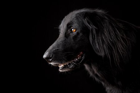 Flat coated retriever dog photo