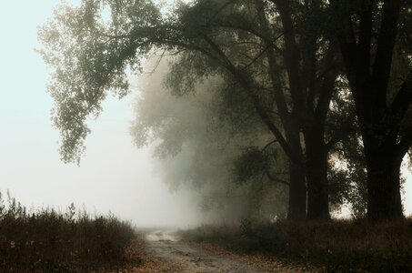 Fog tree road countryside photo