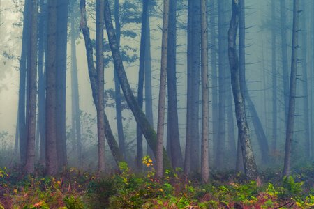 Fog trees forest photo
