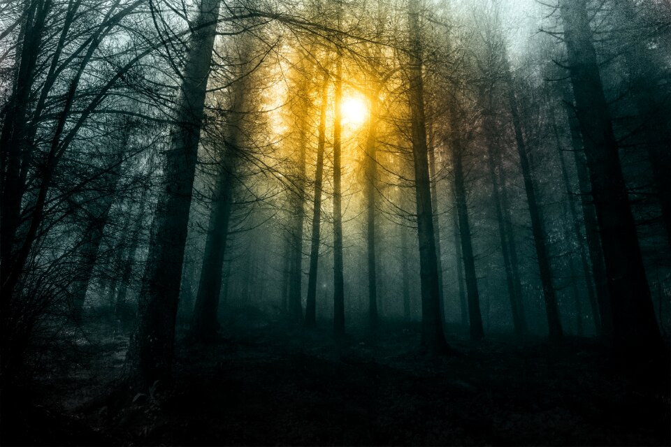 Forest fog sunlight