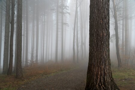 Forest fog