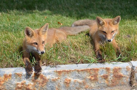 Fox animal