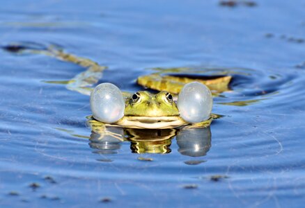Frog animal