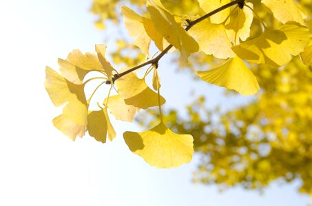 Ginkgo autumn leaves