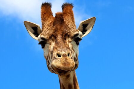 Giraffe animal