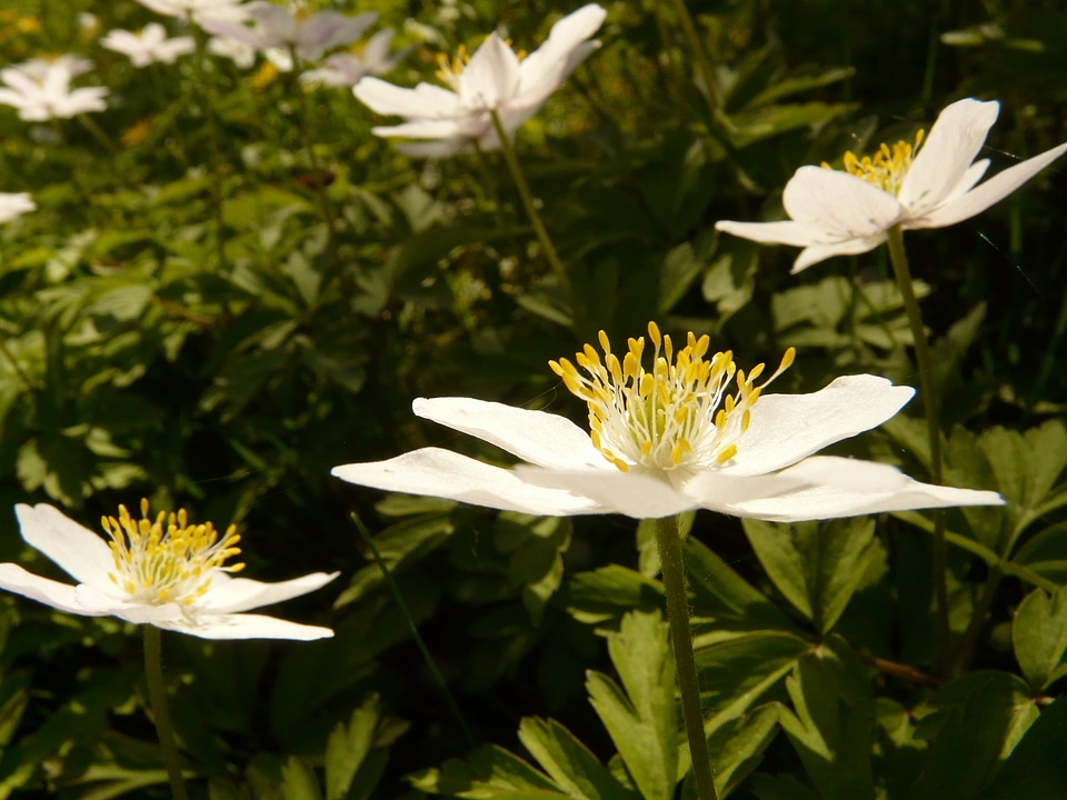 Flower blossom bloom