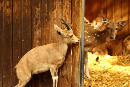 Goat deer animal