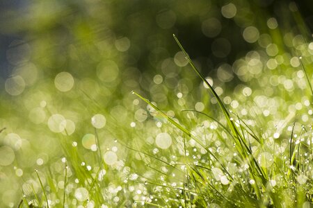 Grass water drop