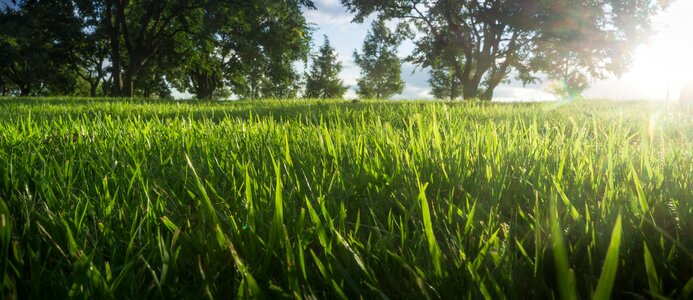 Grassland sunshine photo