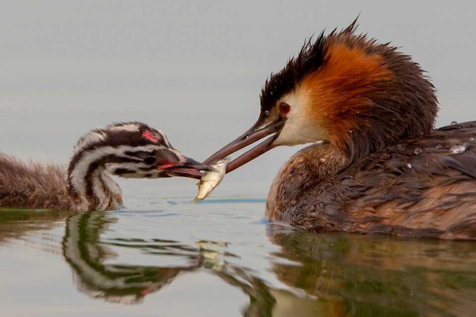 Great crested grebe bird