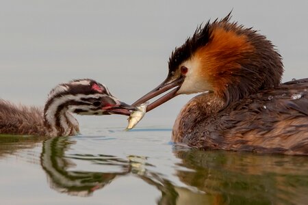 Great crested grebe bird