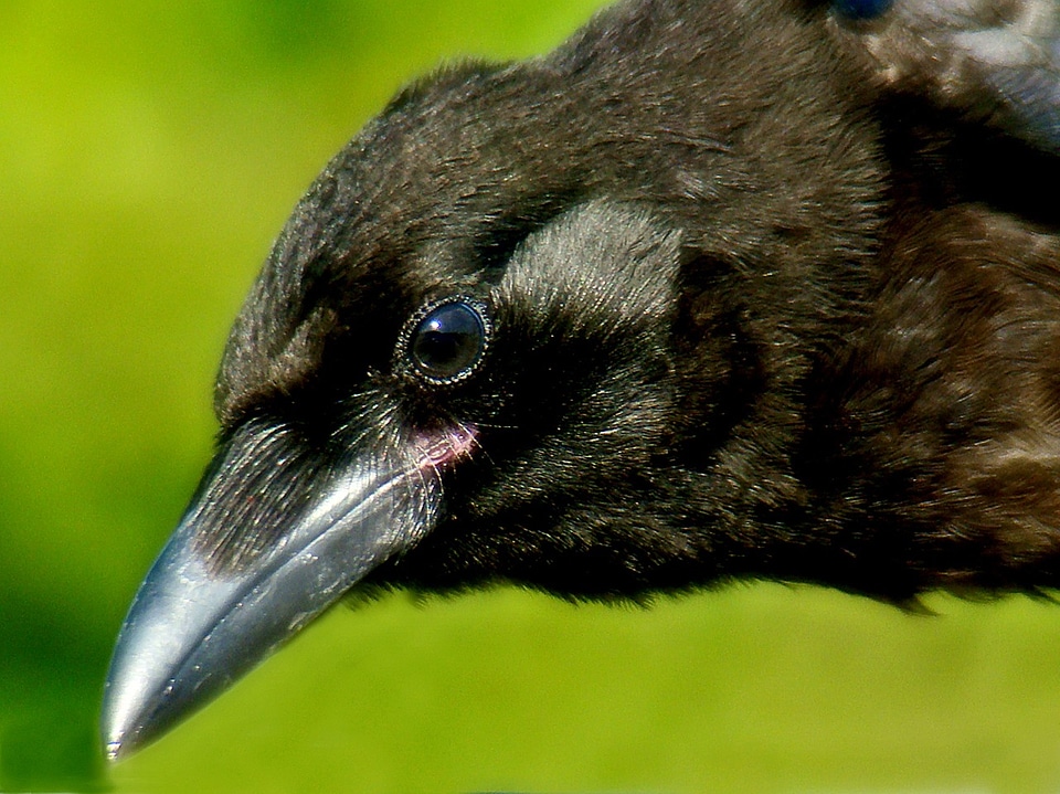 Close-up black nature