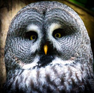 Great grey owl