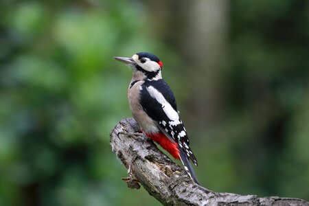 Great spotted woodpecker bird