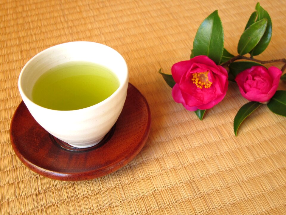 Green tea sasanqua camellia