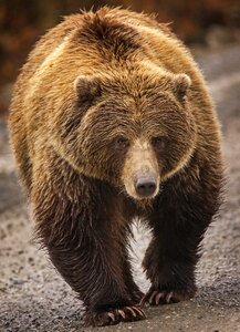 Grizzly bear animal
