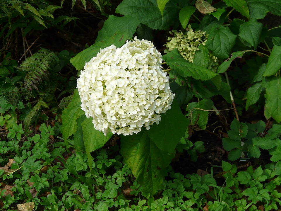 Bloom white hydrangea macrophylla