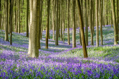 Hallerbos forest flower photo