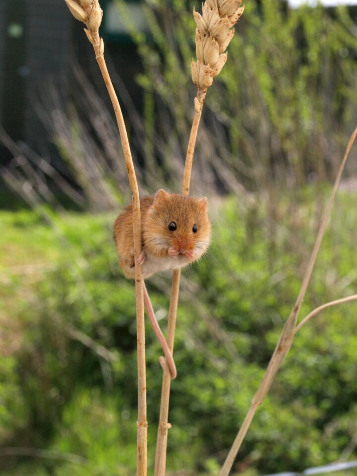 Harvest mouse animal