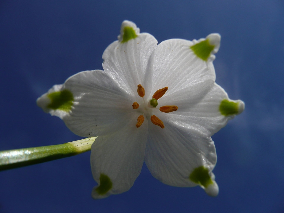 Blossom bloom macro