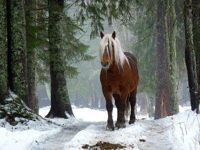Horse animal snow