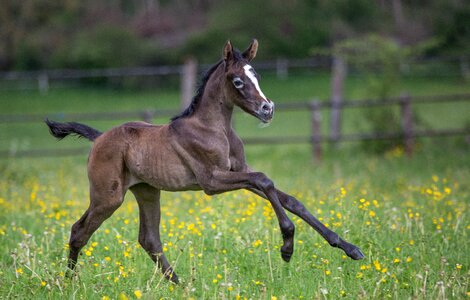 Horse animal