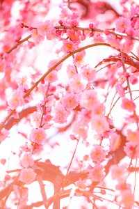 Japanese apricot blossoms