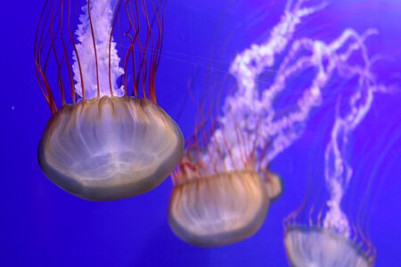 Jellyfish animal photo