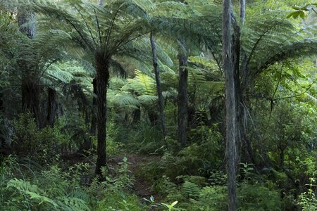 Jungle new zealand