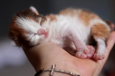 Kitten cat sleep photo