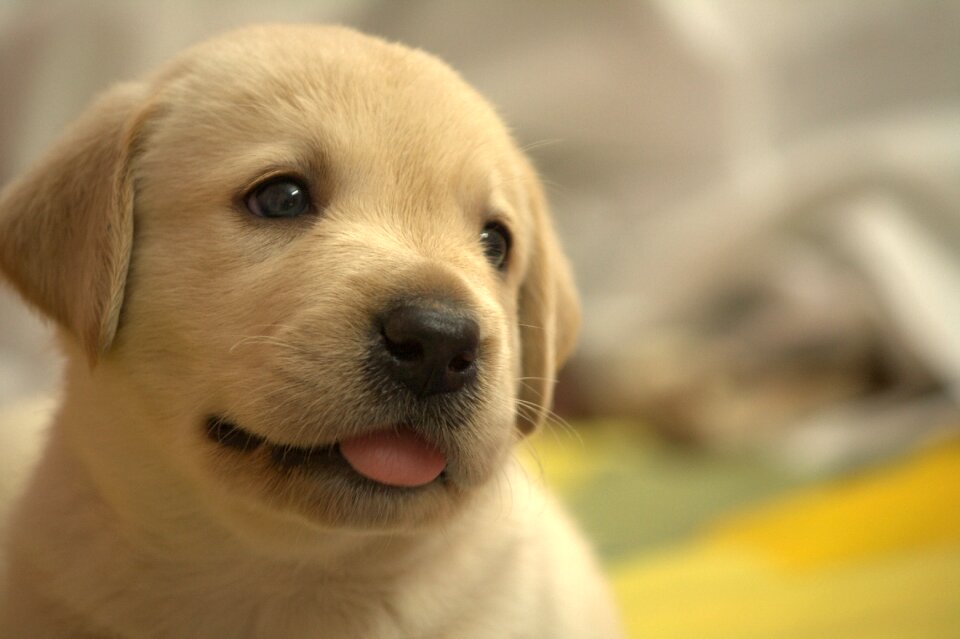 Labrador retriever dog