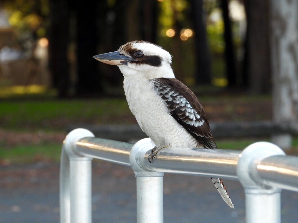 Laughing kookaburra bird