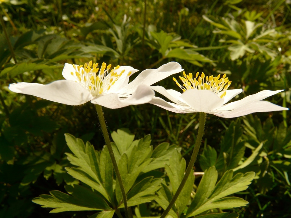 Flower blossom bloom