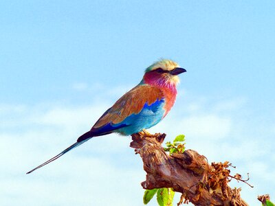 Lilac breasted roller bird