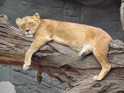 Lion animal sleeping photo