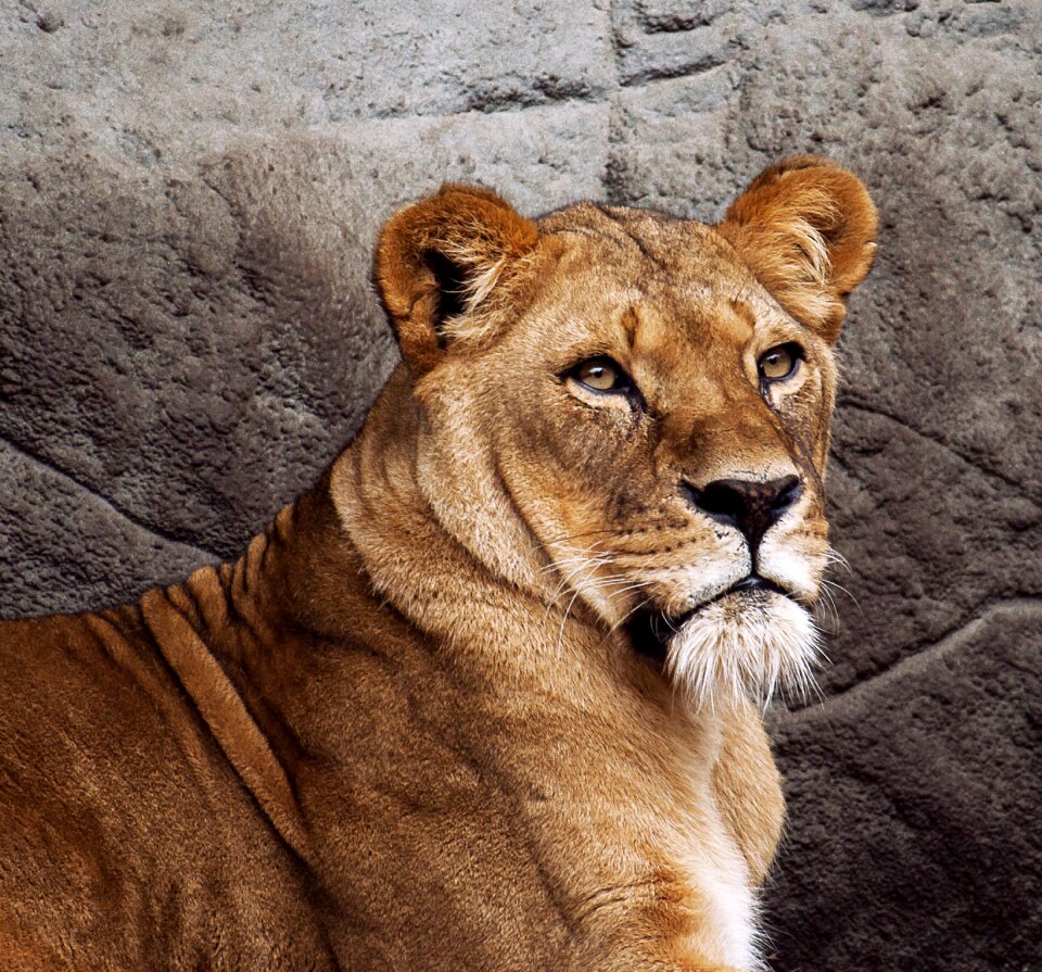 Lion animal photo