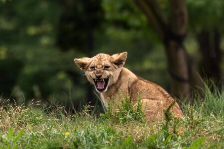Lion cub animal photo