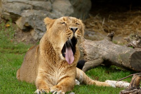 Lion yawn animal photo