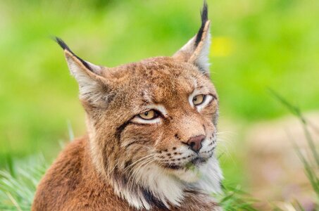 Lynx animal