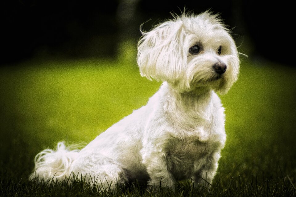 Maltese dog