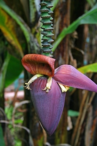 Blossom tropical food