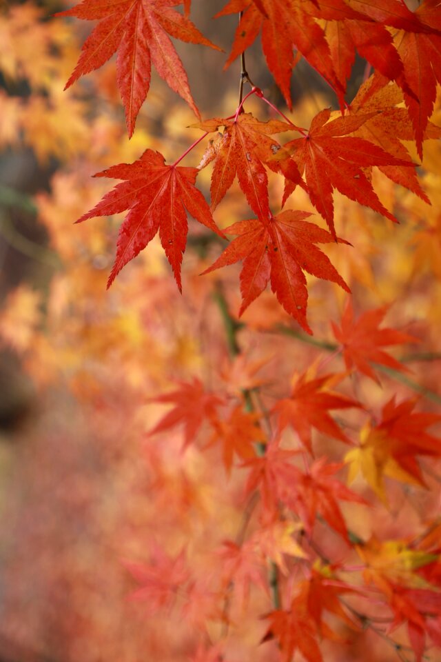 Maple autumn leaves