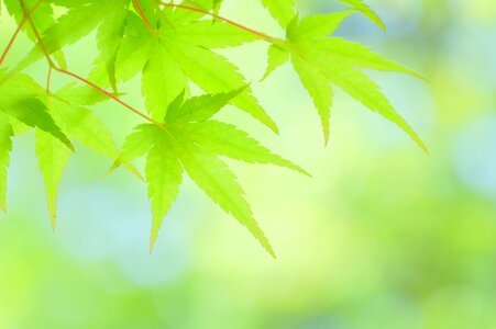 Maple green leaves