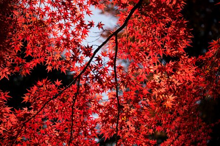 Maple leaves autumn photo