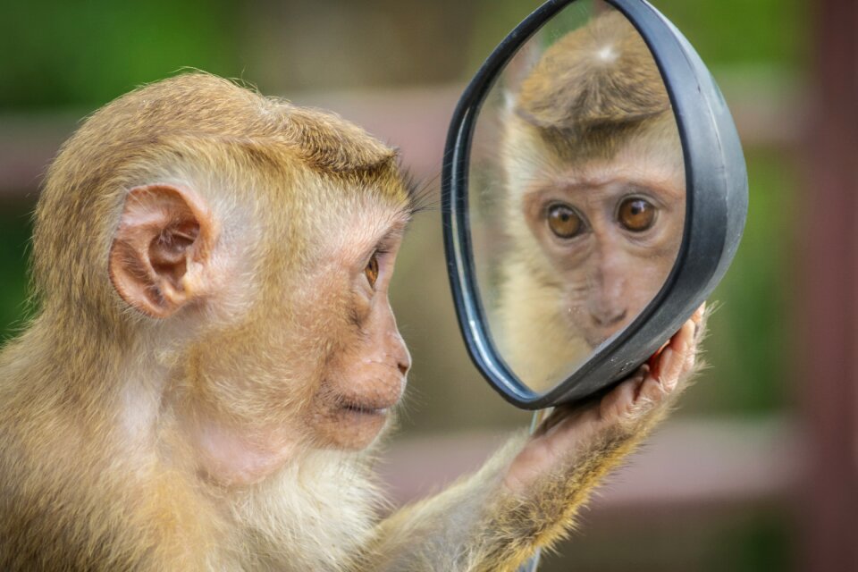 Monkey animal mirror